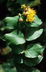 Hypericum androsaemum with broadly ovate leaves.
 © Landcare Research 2010 
